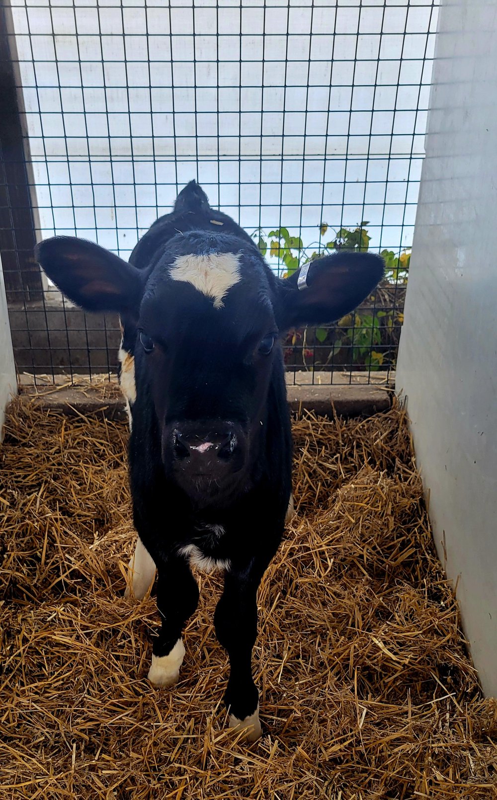 Black and white calf standing on straw in a barn, looking directly at the camera, with a wire fence in the background.