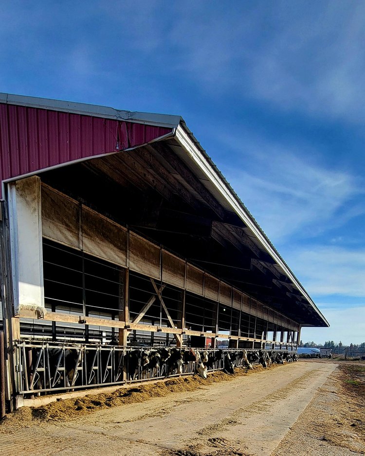Dairy barn with cows feeding in stalls, featuring a large overhanging roof and a clear blue sky in the background. The image captures the structure's open design for ventilation and the well-maintained feeding area.