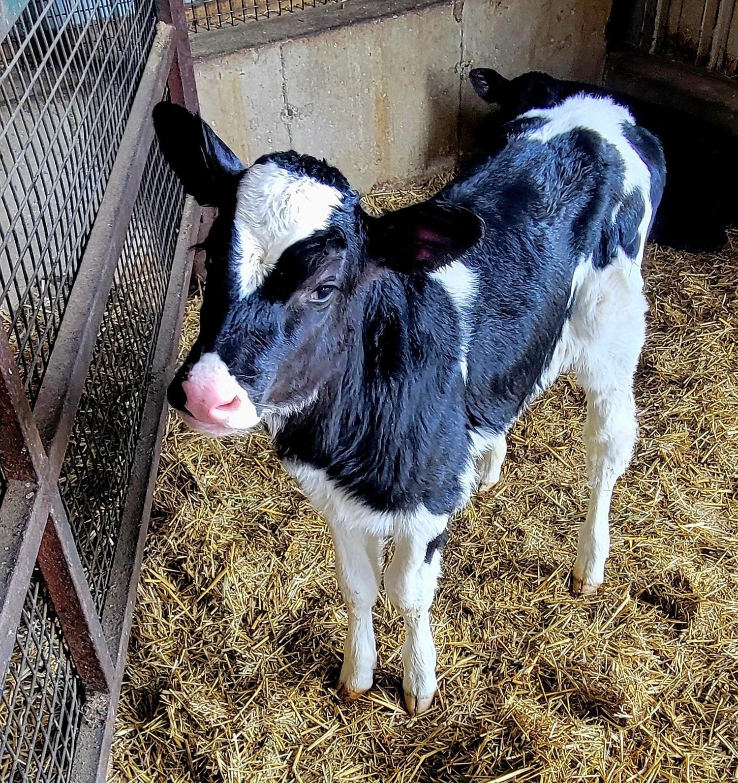 Black and white calf standing in a barn, surrounded by straw, with a wooden fence in the background. The calf has a distinctive pattern on its face and is looking curiously at the camera.