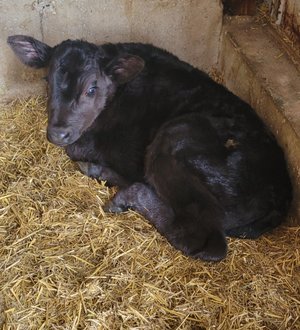 Black calf resting on straw bedding in a barn, showcasing its calm demeanor and healthy appearance.